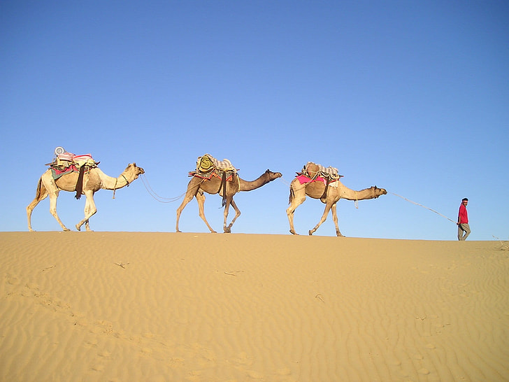 Three camels crossing the desert